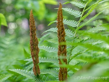 Sporangia and fronds